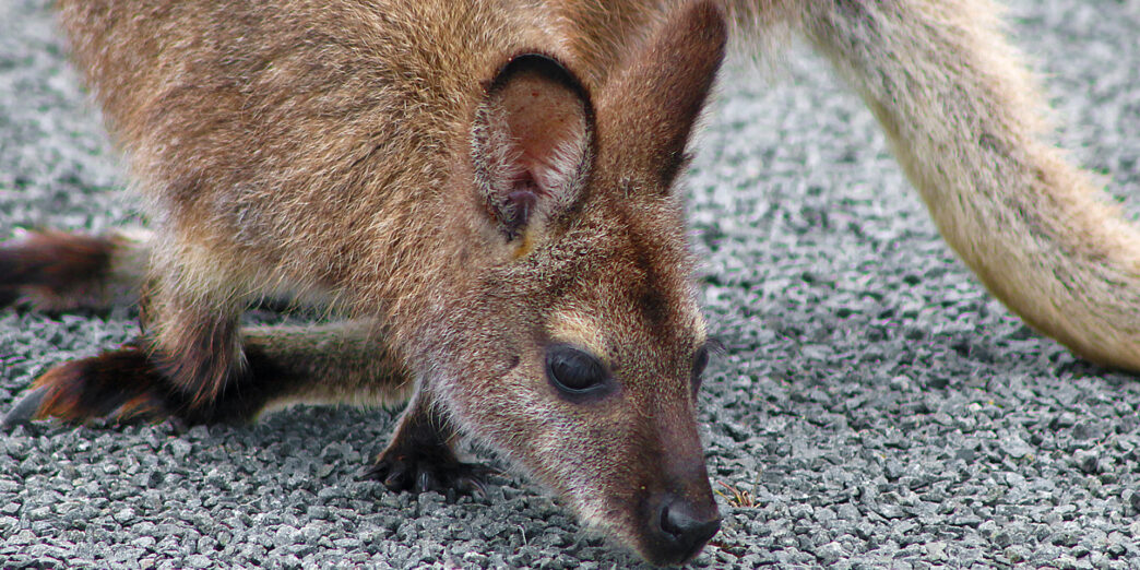 a kangaroo on the ground