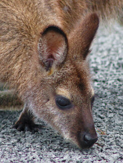 a kangaroo on the ground