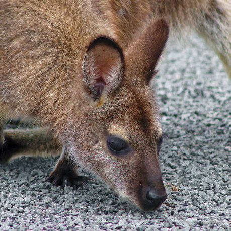 a kangaroo on the ground