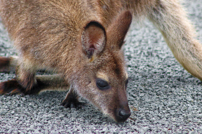 a kangaroo on the ground
