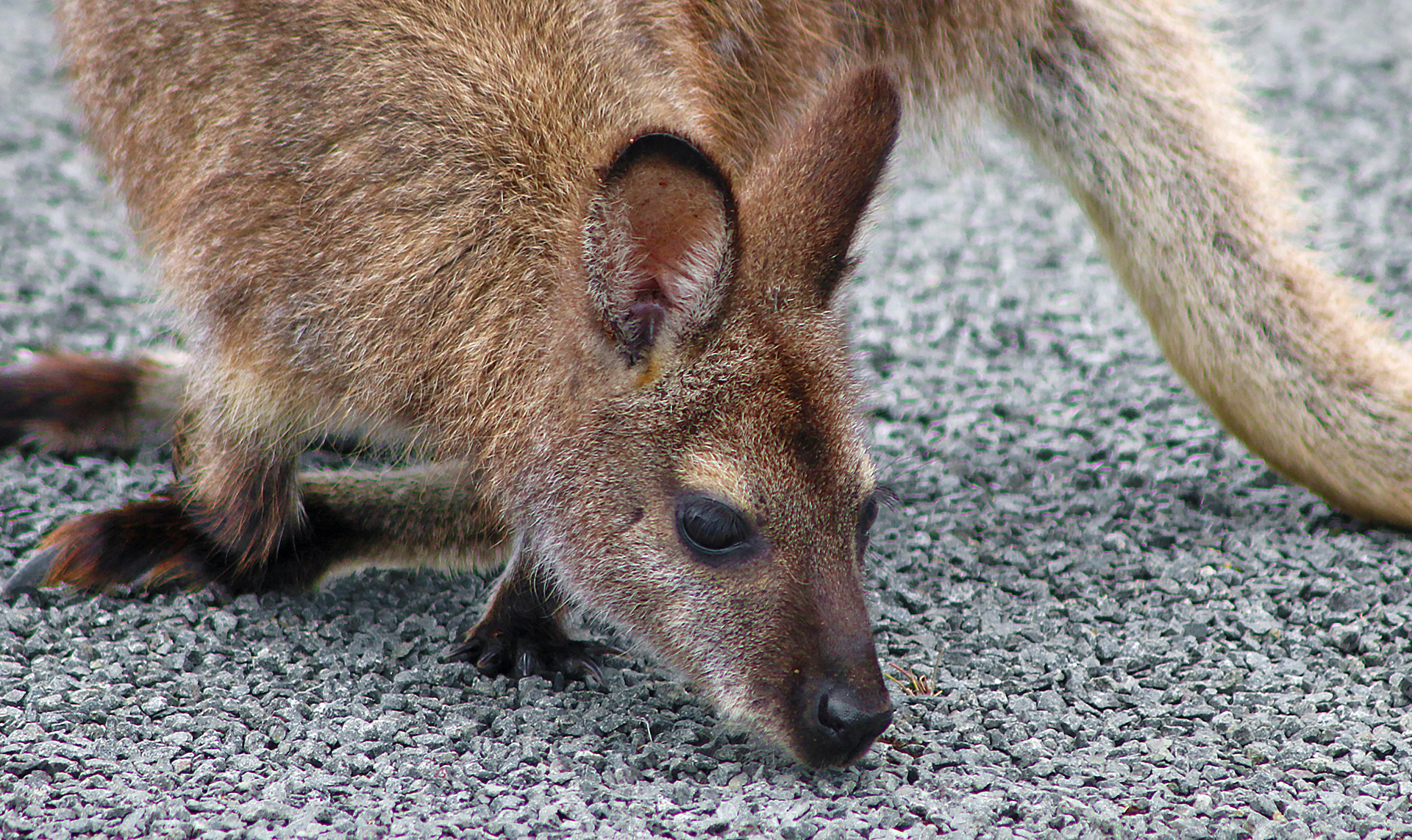 a kangaroo on the ground