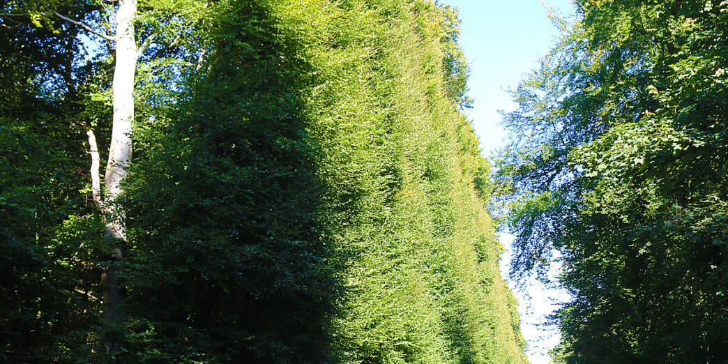 a road with trees on the side