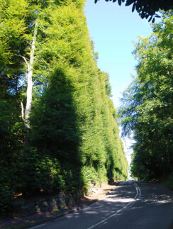 a road with trees on the side