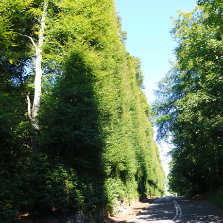 a road with trees on the side