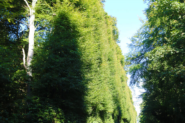 a road with trees on the side