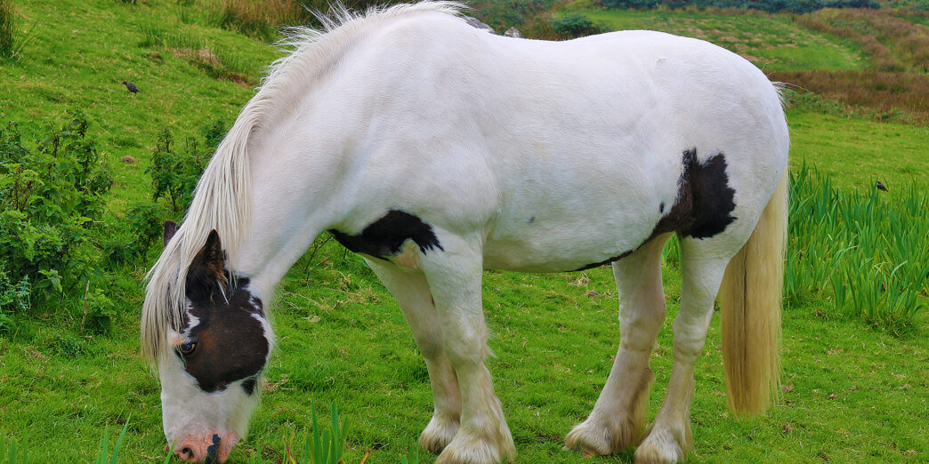 a horse eating grass in a field