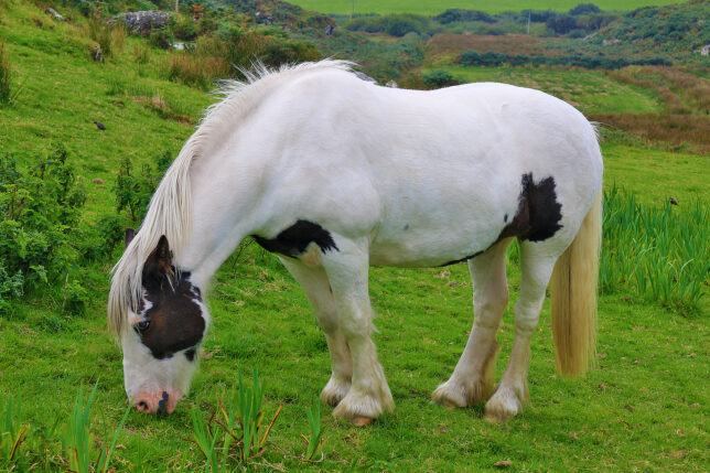 a horse eating grass in a field