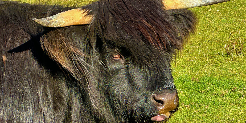 a black cow with horns