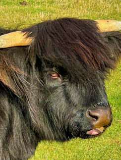 a black cow with horns
