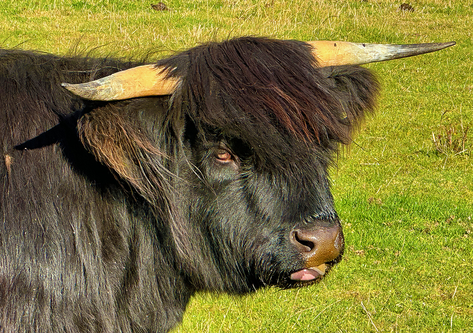 a black cow with horns