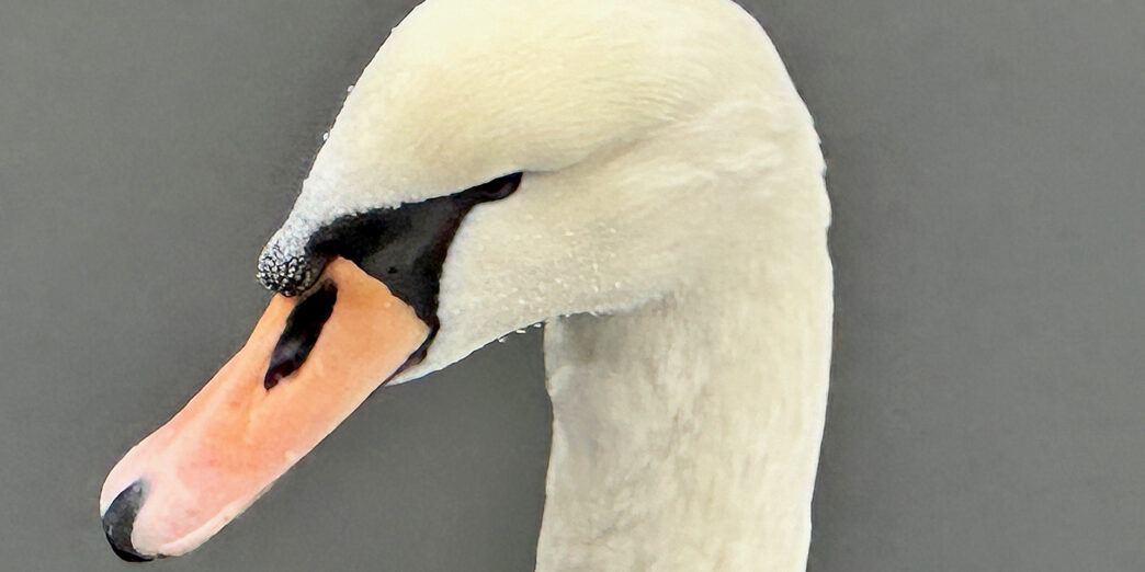 a close up of a white swan