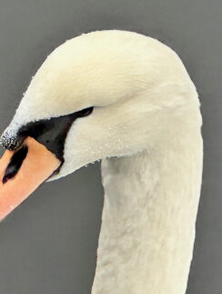 a close up of a white swan