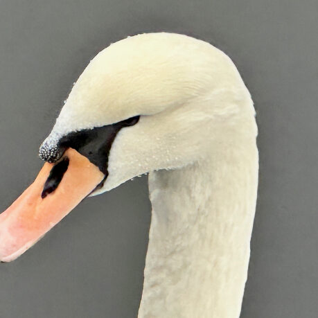 a close up of a white swan