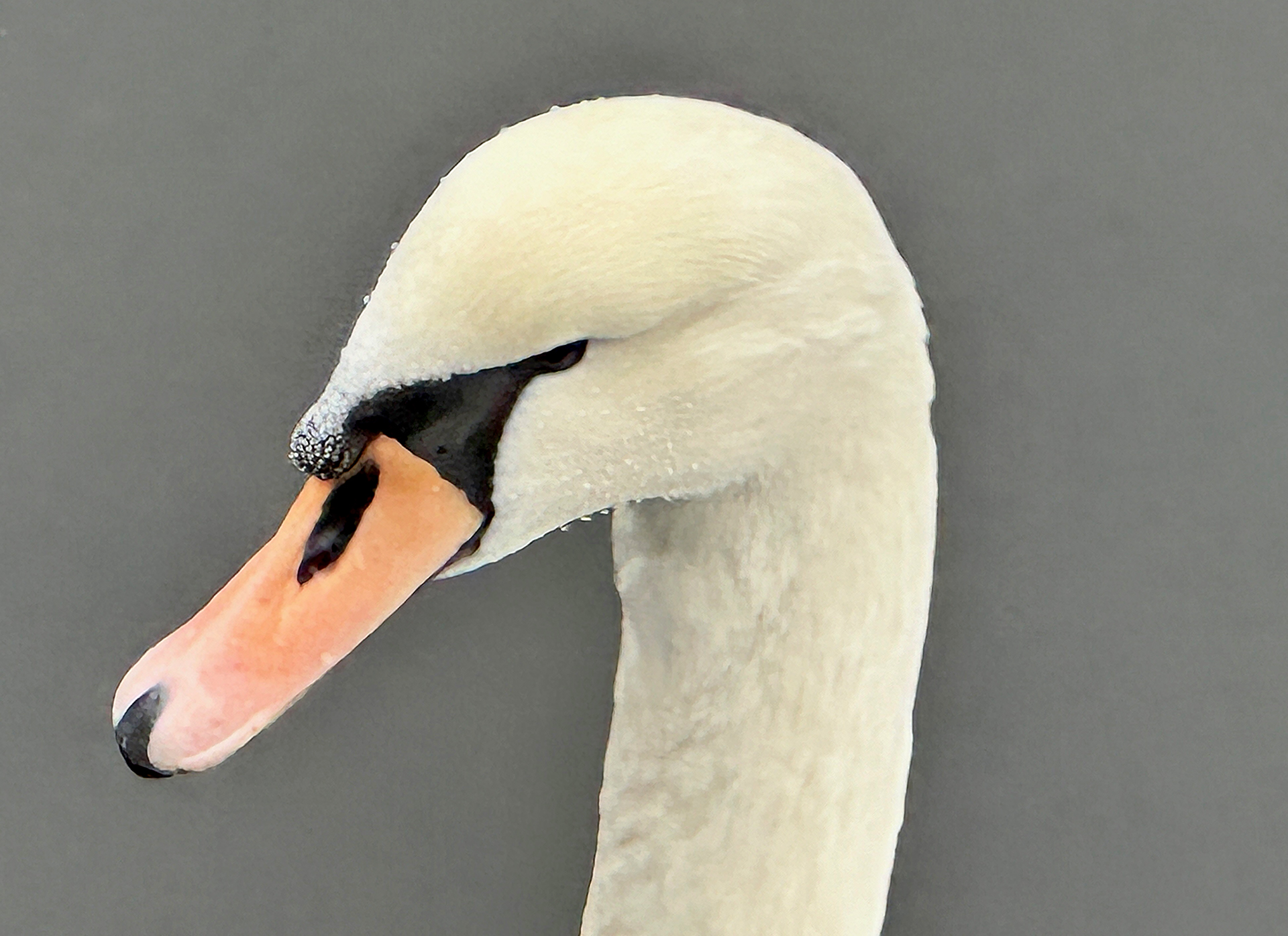 a close up of a white swan