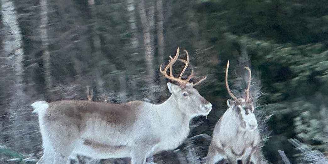 a group of reindeer in the snow