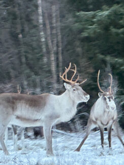 a group of reindeer in the snow
