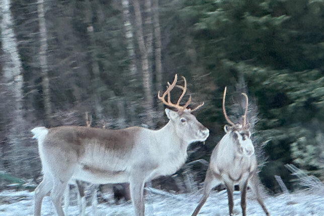 a group of reindeer in the snow