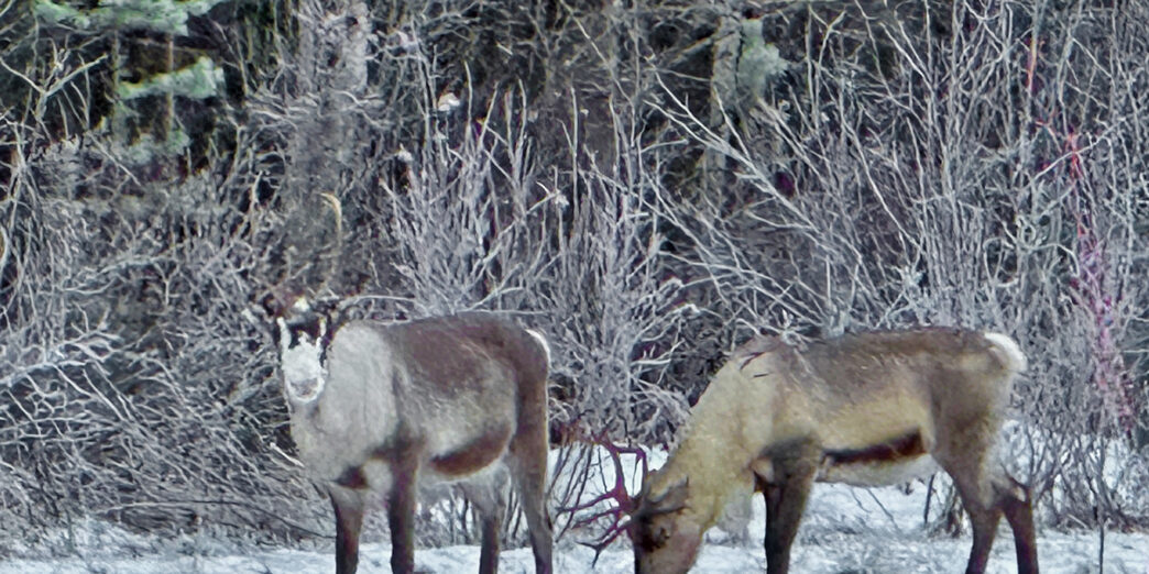 a group of animals in the snow