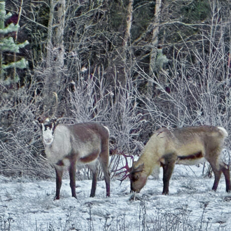 a group of animals in the snow