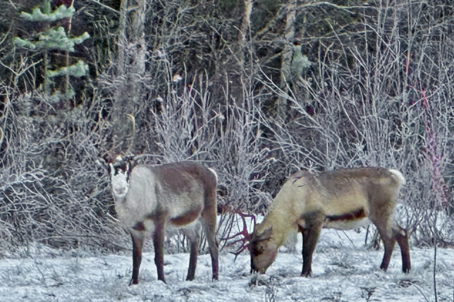 a group of animals in the snow