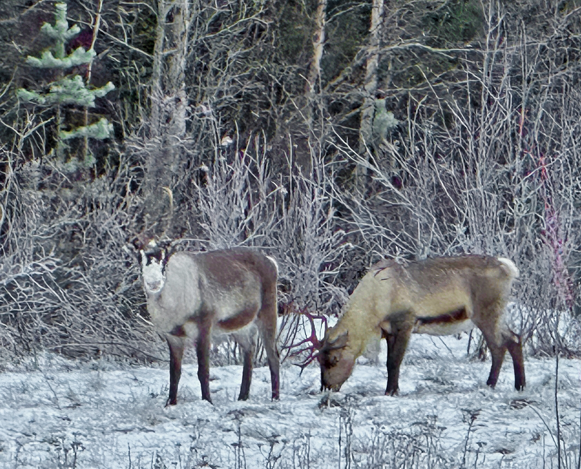 Reindeer in Finland. Sunday Morning Photograph.