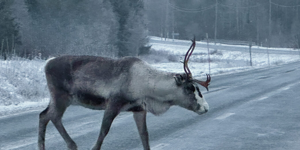 a reindeer walking on the road