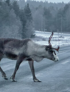 a reindeer walking on the road