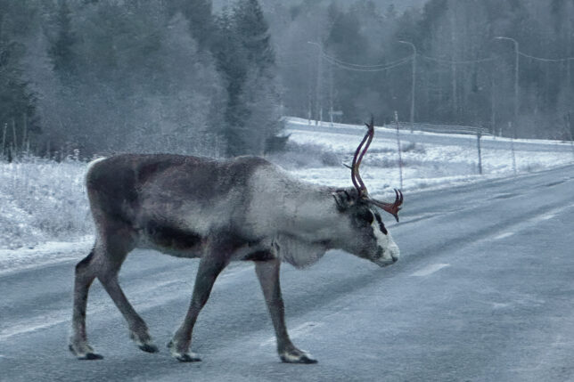 a reindeer walking on the road