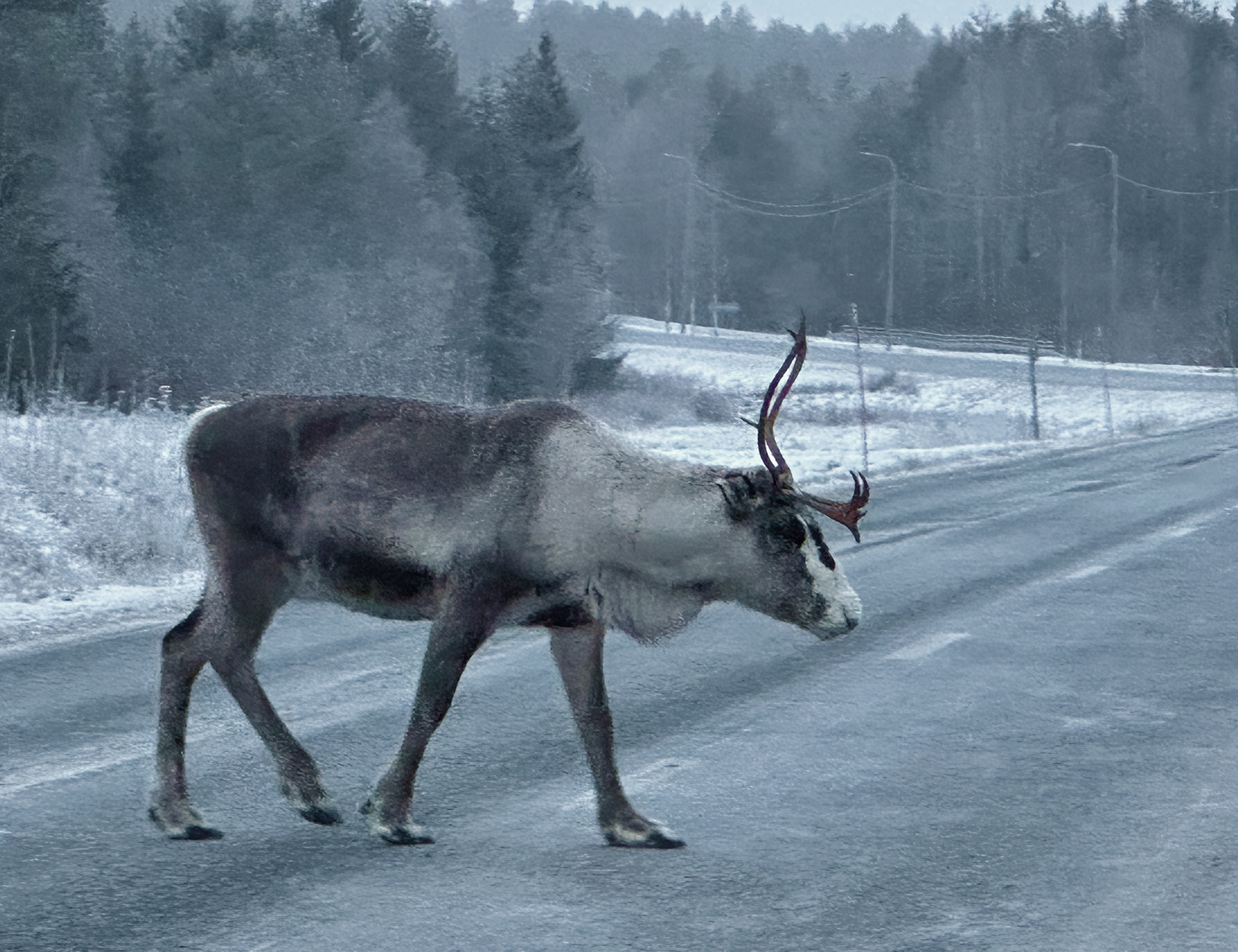 a ‌reindeer ‍walking⁤ on the road