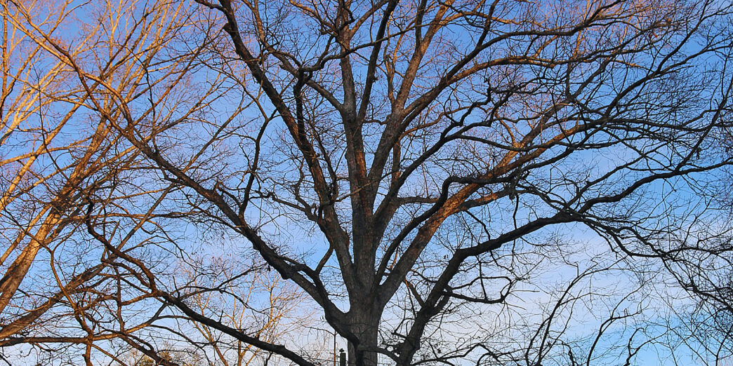 a large tree with no leaves