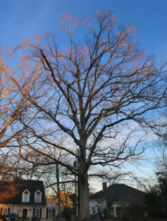 a large tree with no leaves
