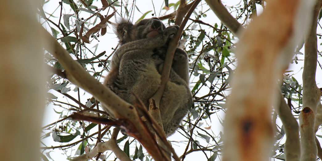 a koala bear in a tree