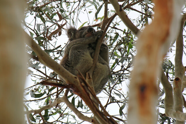 a koala bear in a tree