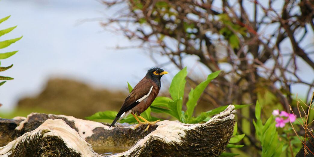 a bird standing on a log