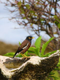 a bird standing on a log