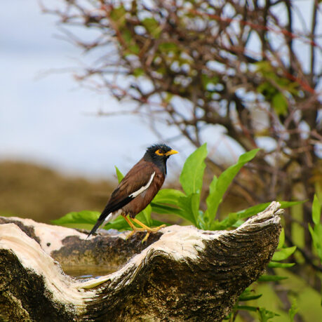 a bird standing on a log