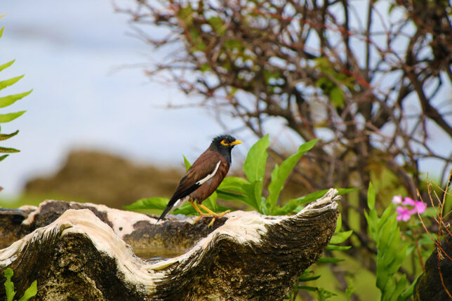 a bird standing on a log