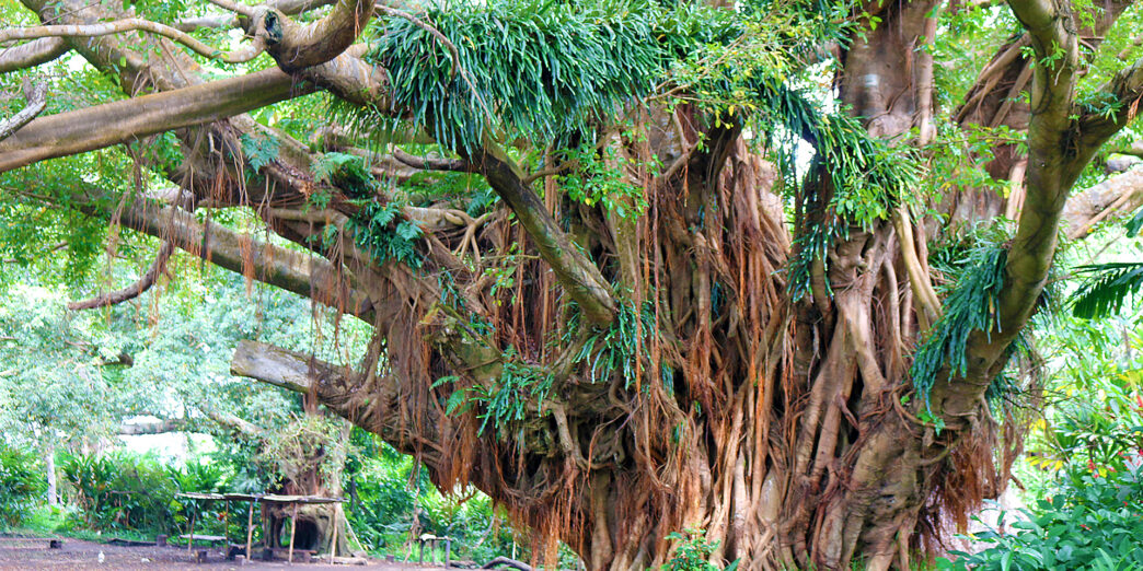 a large tree with many branches and vines