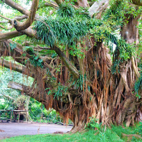 a large tree with many branches and vines