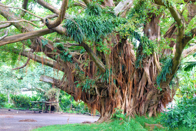 a large tree with many branches and vines