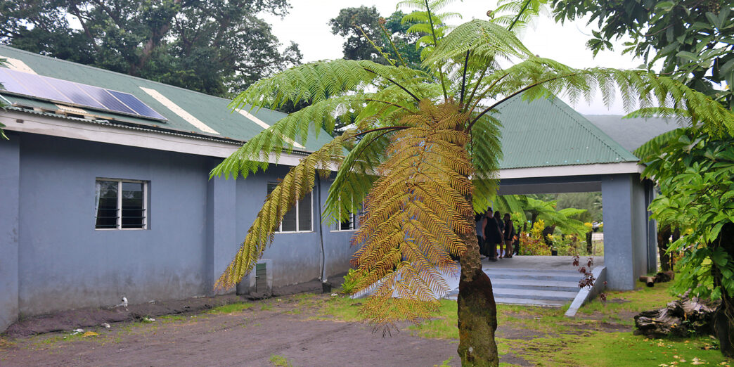 a tree with a few leaves