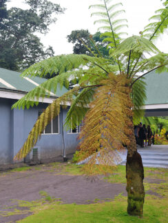 a tree with a few leaves
