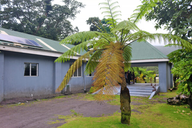 a tree with a few leaves