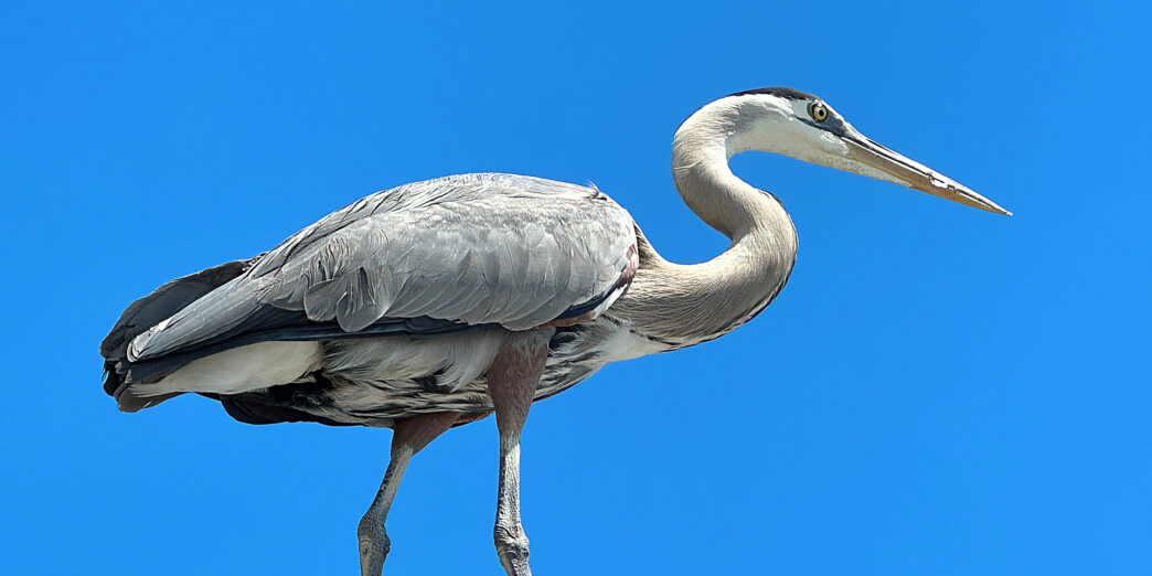 a bird standing on a rock