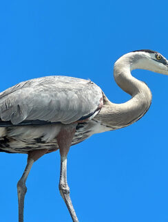 a bird standing on a rock