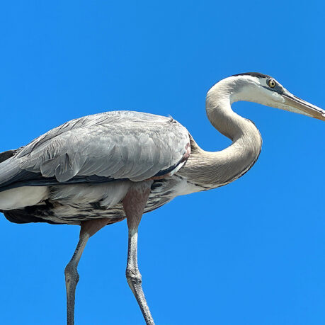 a bird standing on a rock
