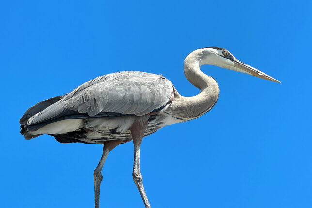 a bird standing on a rock