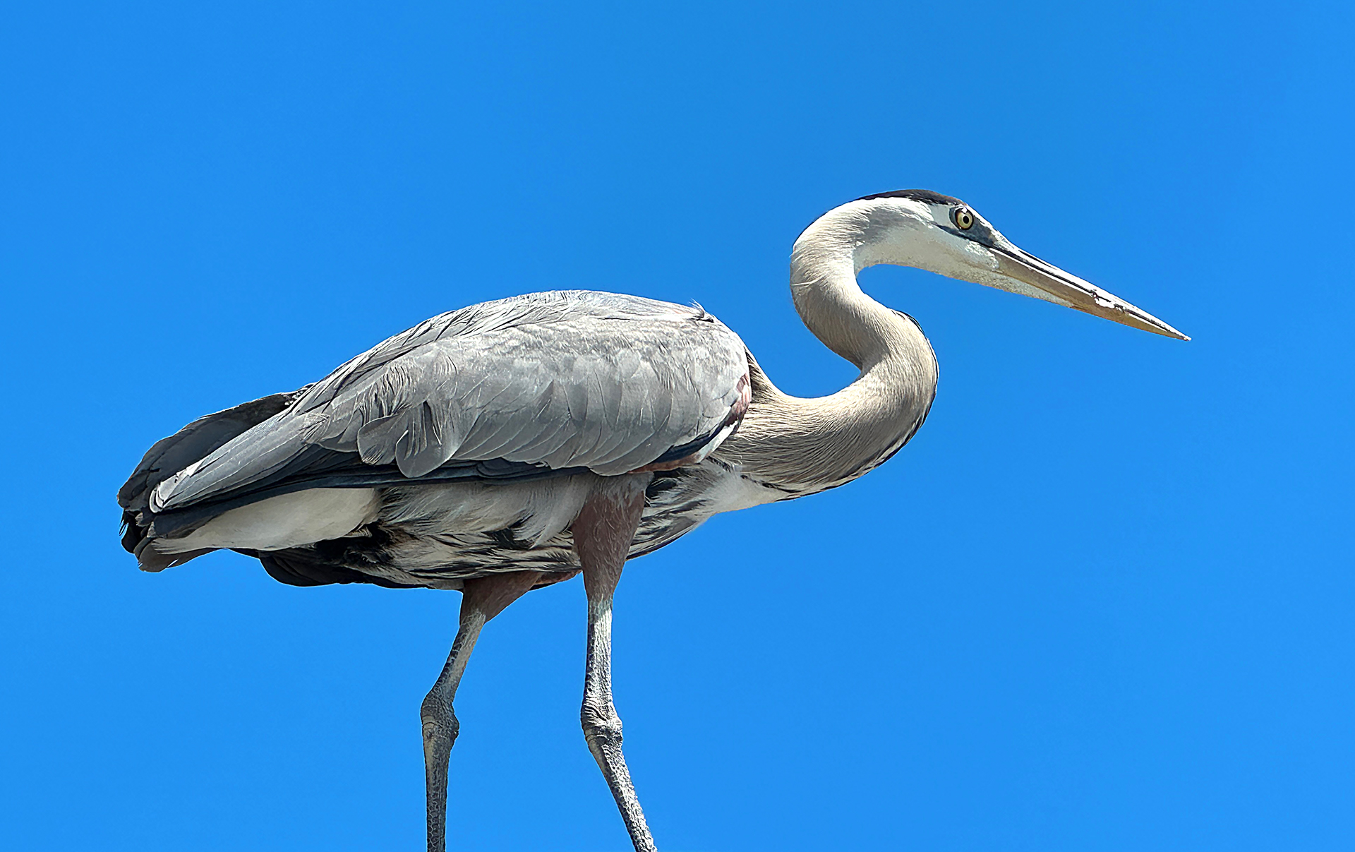 a bird standing on a rock