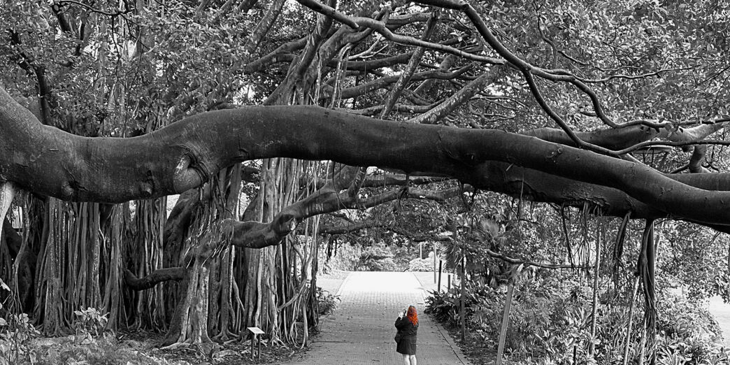 a person walking on a path under a tree