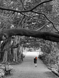a person walking on a path under a tree